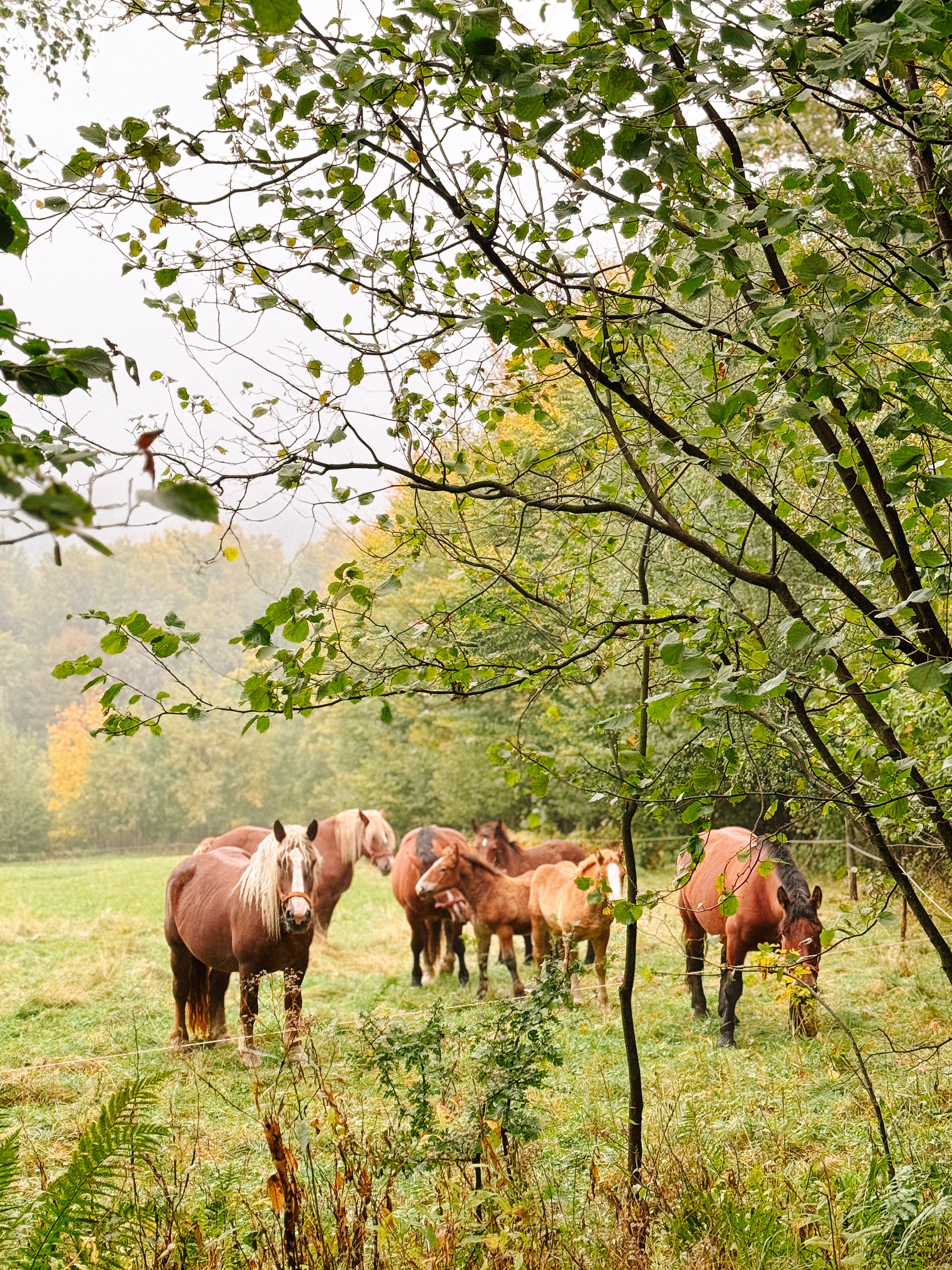 Group of brown horses on a meadow