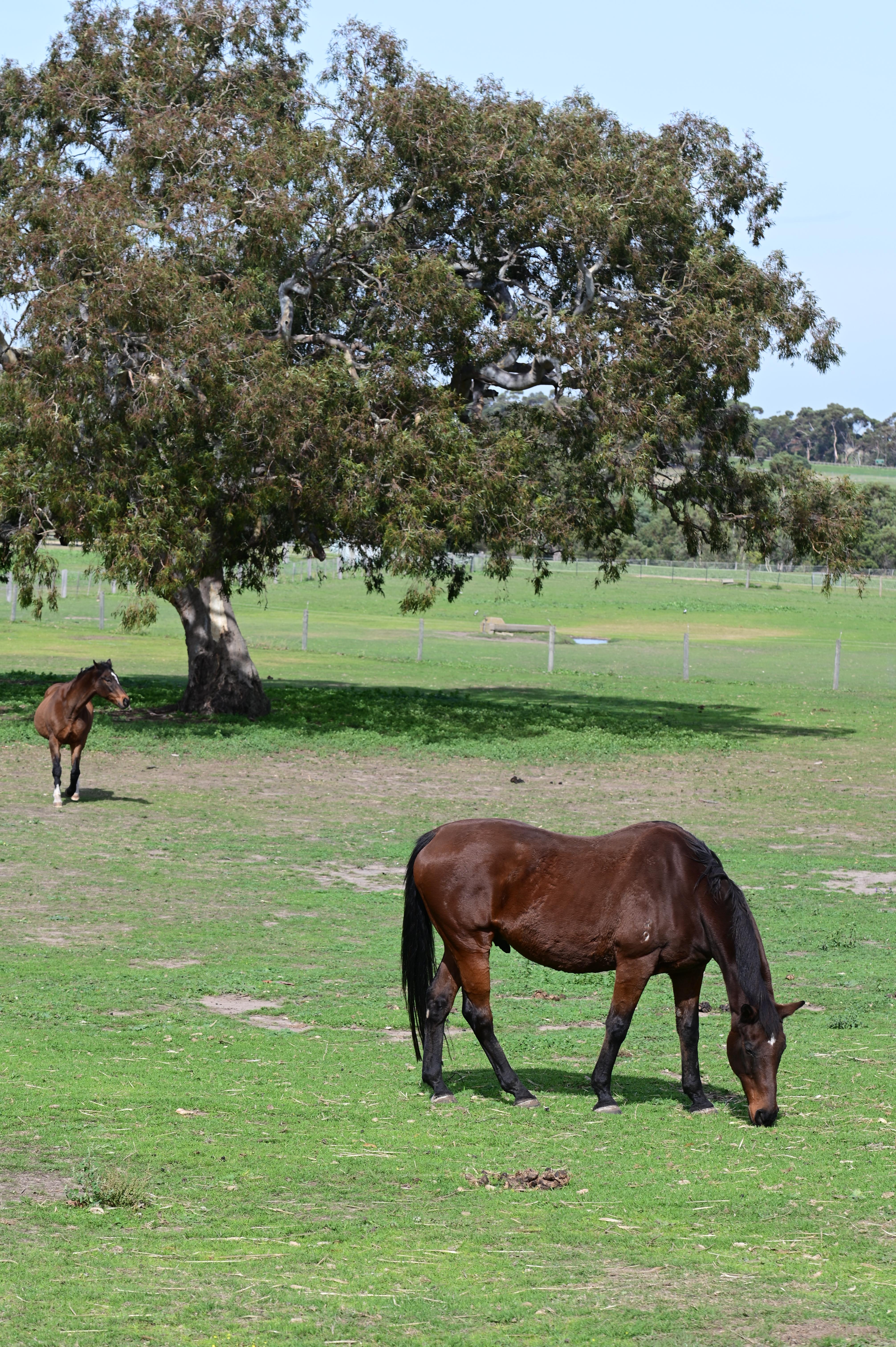 Horses in a paddock in Australia