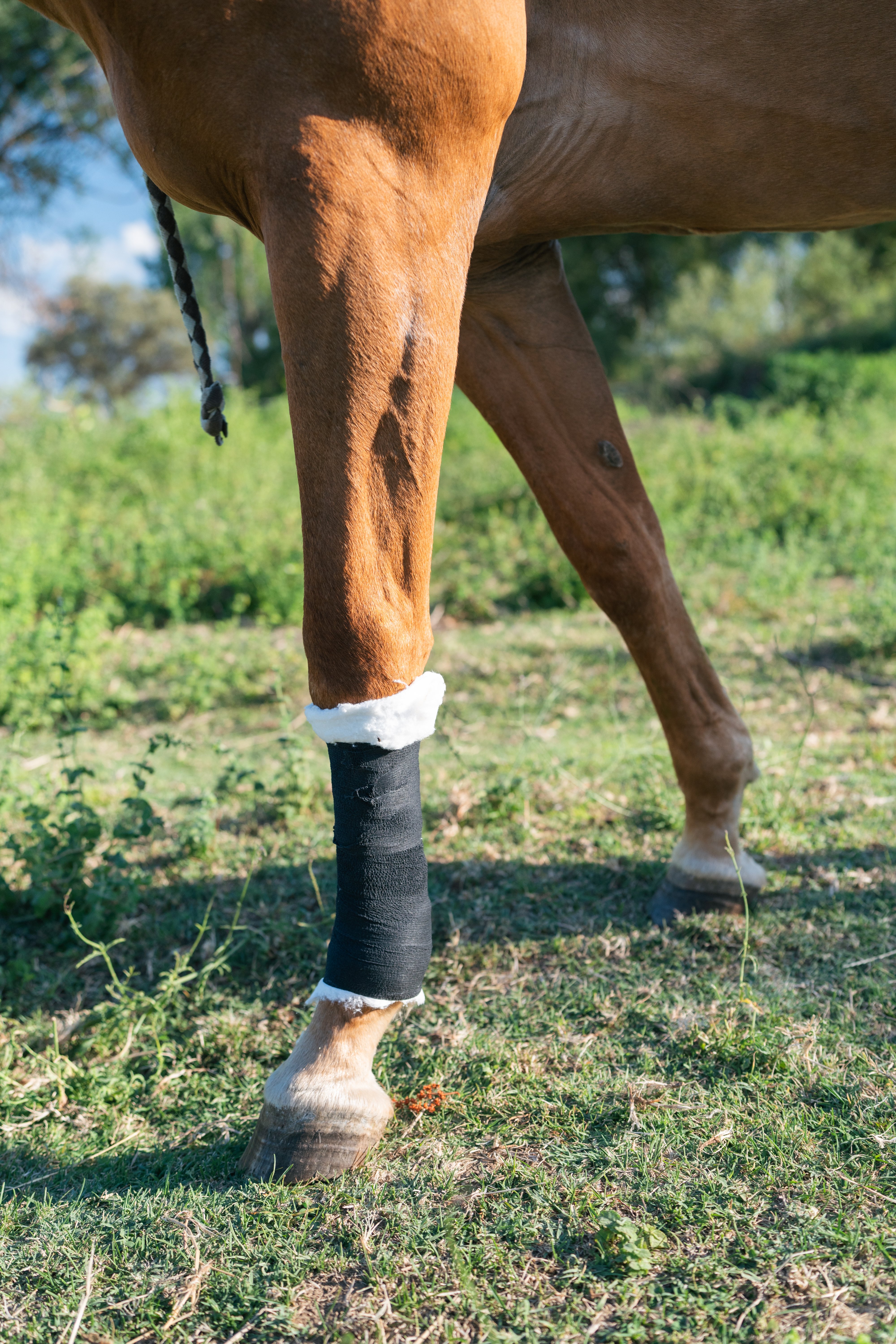 Horse receiving medical treatment from a vet for a leg injury